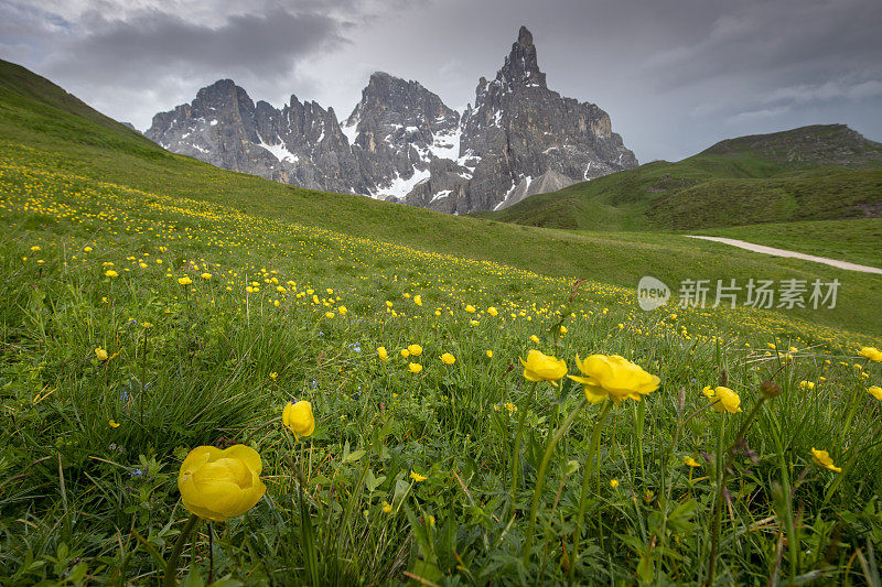 意大利dolomiti，黄花草地，以Pale di San Martino为背景，云彩